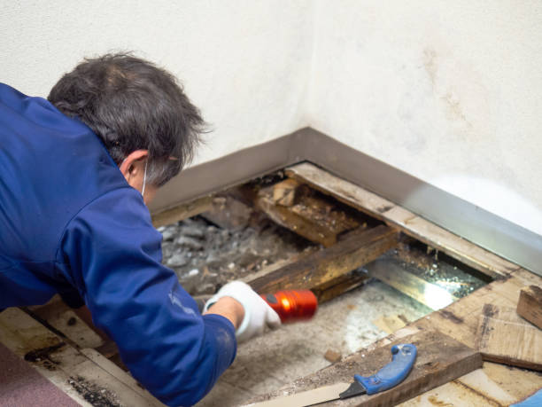 Best Mold Testing and Removal  in El Cerrito, CA