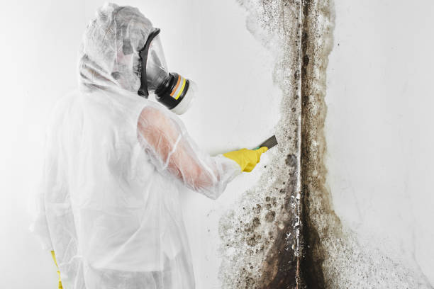Best Emergency Mold Removal  in El Cerrito, CA
