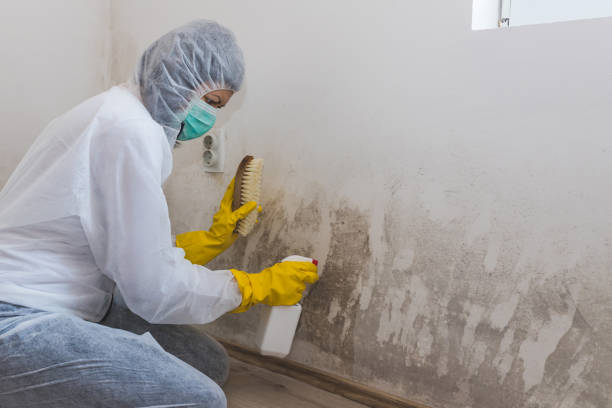 Best Office Mold Removal Services  in El Cerrito, CA