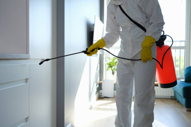 Best Local Mold Removal Service  in El Cerrito, CA