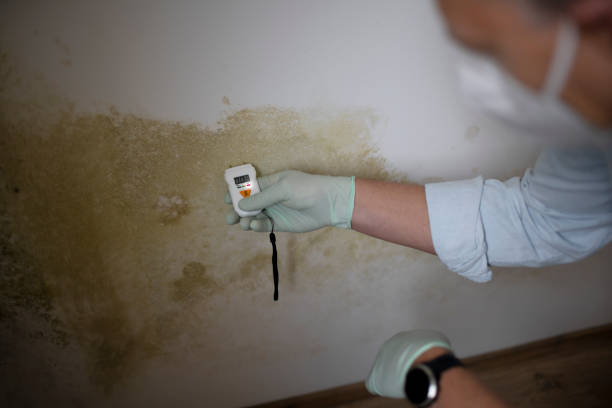 Best Commercial Mold Removal  in El Cerrito, CA