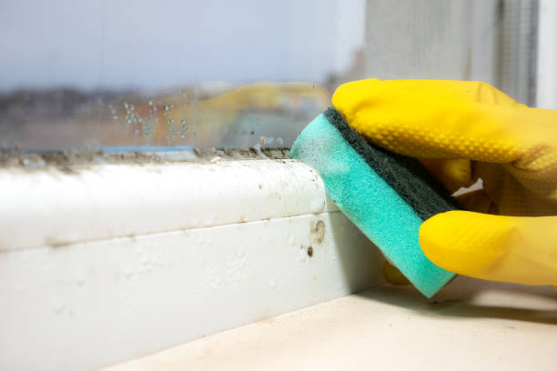 Best Mold Removal Company Near Me  in El Cerrito, CA