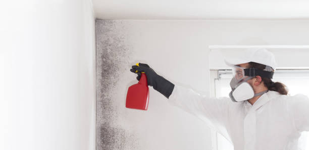 Best Residential Mold Removal  in El Cerrito, CA