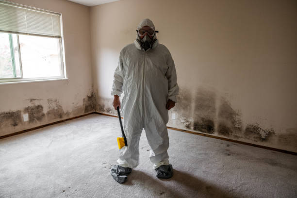 El Cerrito, CA Mold Removal Company