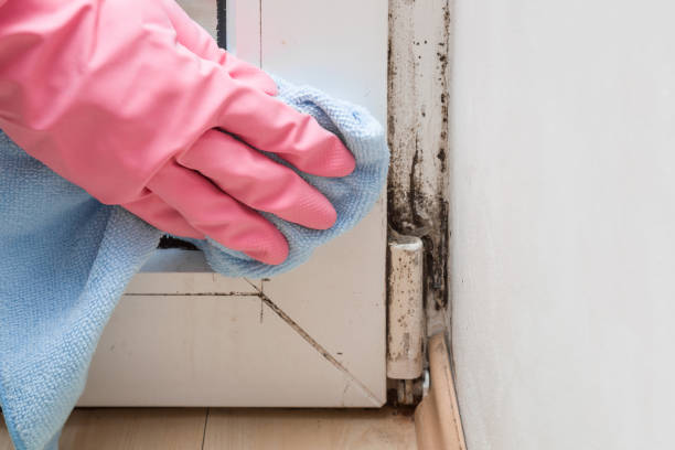 Best Black Mold Removal  in El Cerrito, CA