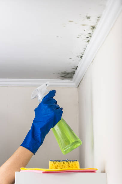 Best Fast Mold Removal  in El Cerrito, CA