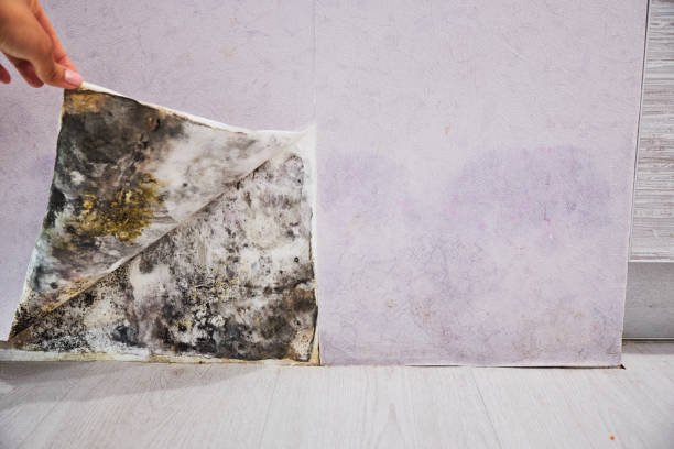 El Cerrito, CA Mold Removal Company